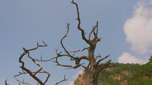Dry tree under clear sky