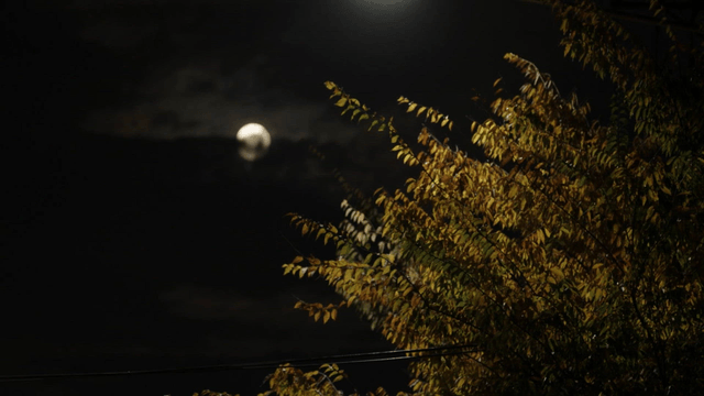 Moonlit night with tree branches