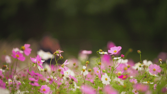 Colorful flowers blooming in a garden