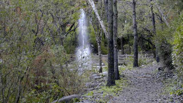 Forest path with a distant fountain