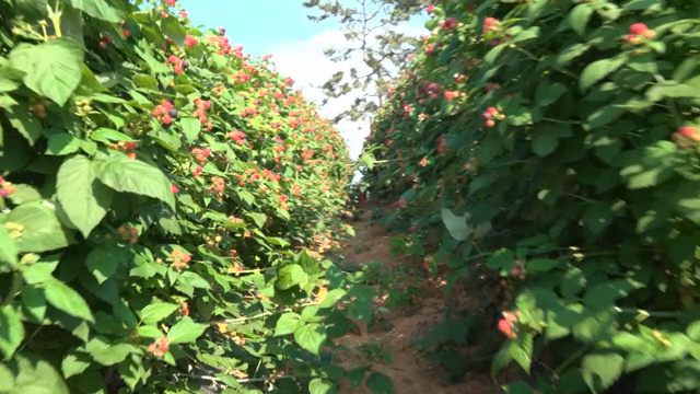 Rows of ripe berries in a sunny field