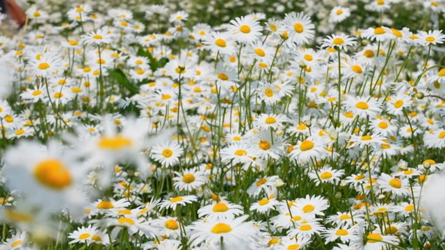 A field of blooming daisies