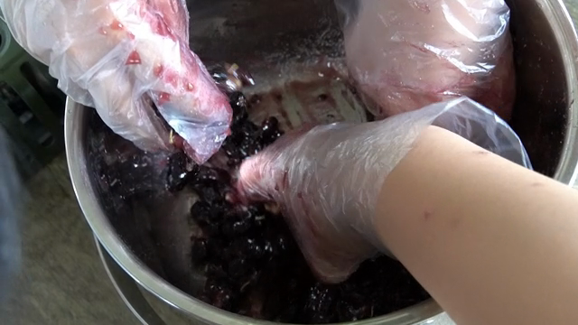Crushing mulberries by hand