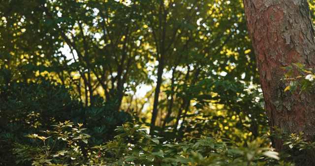 Sunlit forest with lush green trees