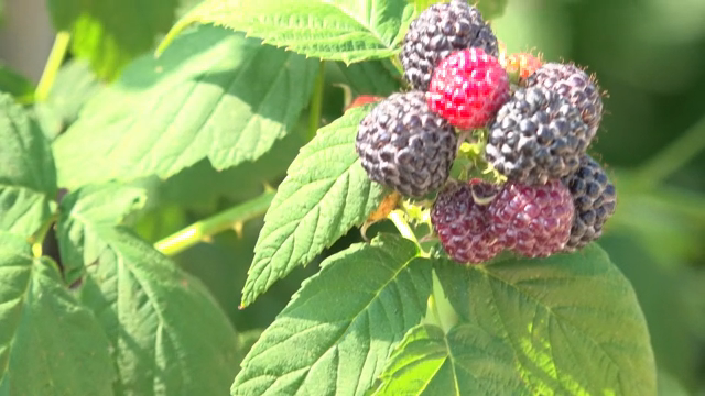 Ripe black raspberry on a sunlit branch