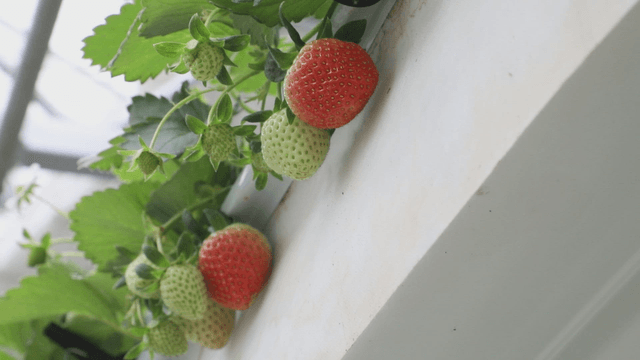 Strawberries ripening on the vine