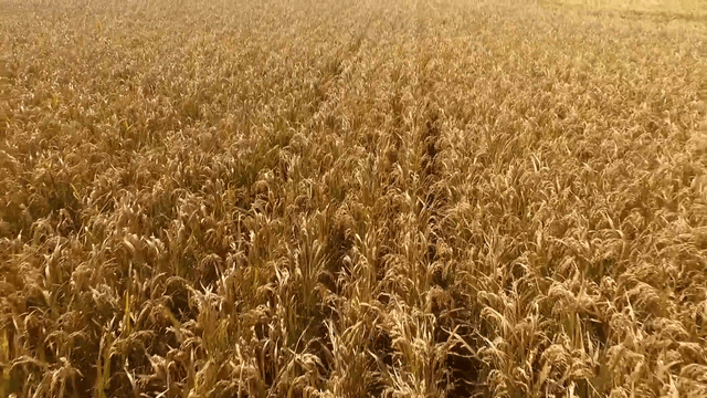 Golden rice field under the sun