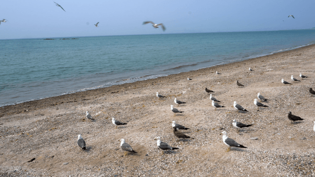 Seagulls gathered on a sandy beach