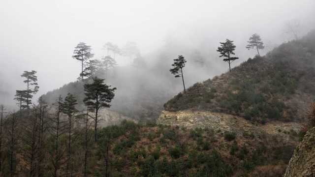 Foggy mountain landscape with trees