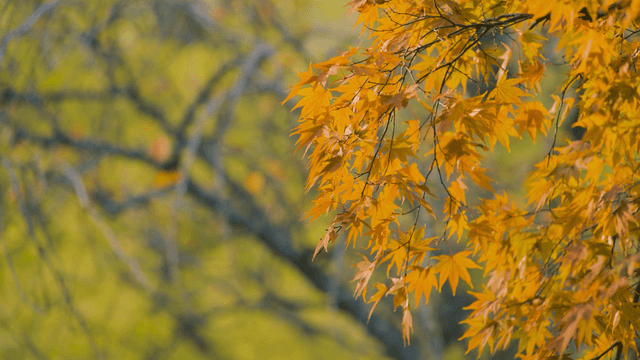 Golden autumn leaves on a tree branch