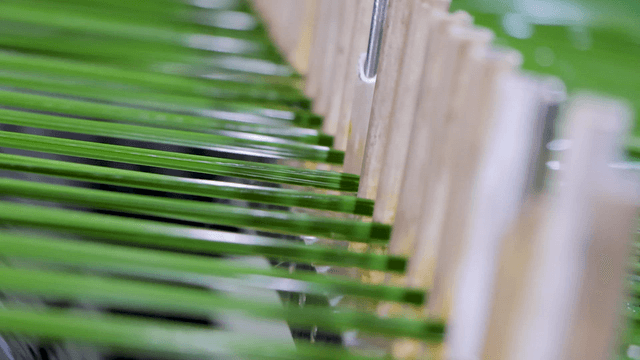 Green threads rapidly extruded from machine