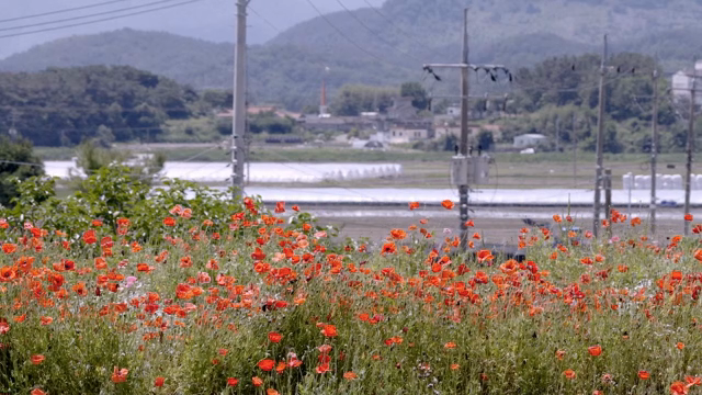 A field of red poppies with distant hills