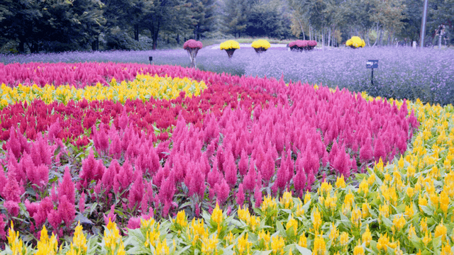 Layers of yellow, pink, and purple forming a colorful flower field in summer