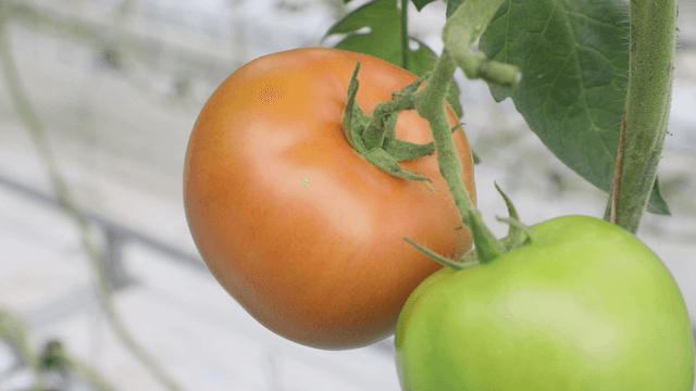 Ripe and unripe tomatoes on a vine