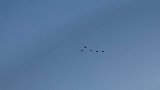 birds flying in the clear blue sky