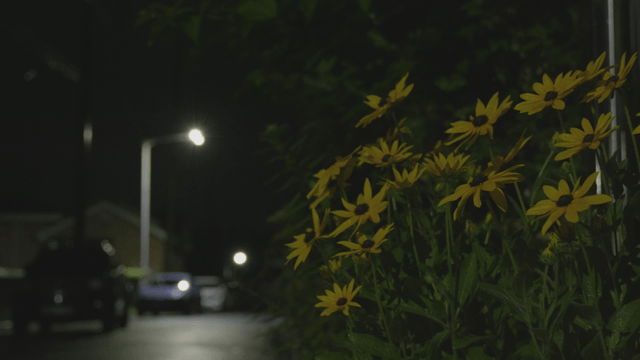 Yellow flowers on a night street under a lamppost