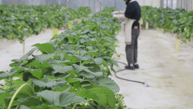 Farmer tending plants in a greenhouse