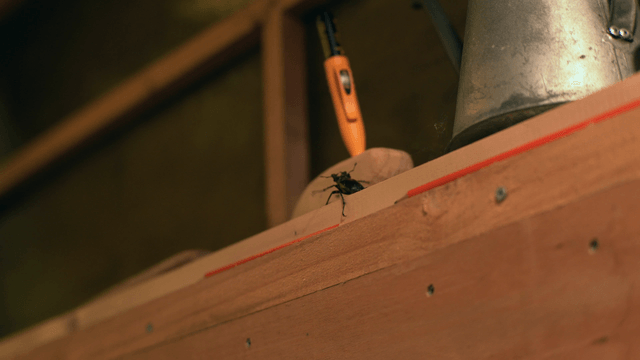 Stag beetle crawling on a wooden shelf