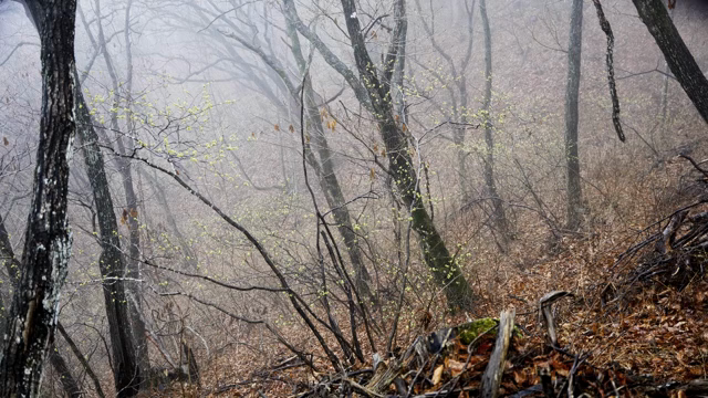 A misty forest with budding trees