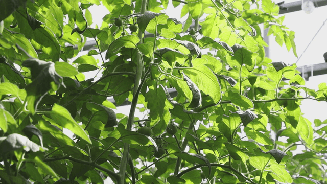 Green tomato plants in a greenhouse