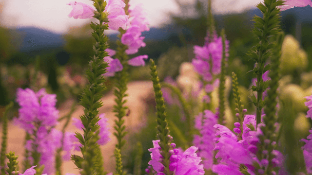 Vivid pink flowers blooming in garden