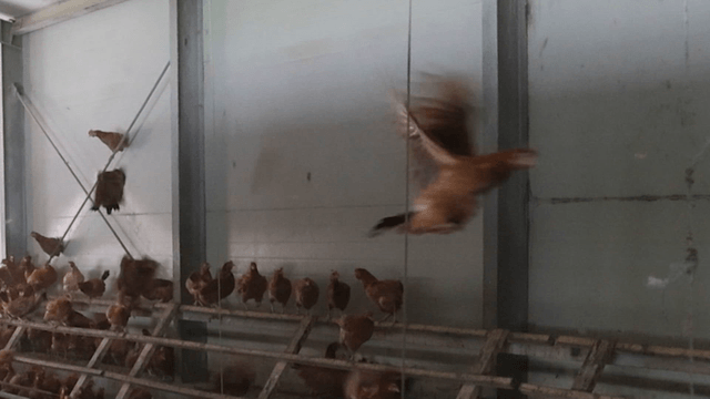 양계장 안에서 날아다니는 닭들