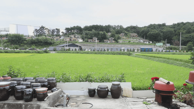 Traditional jars and green rice fields