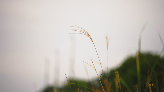 Tall autumn silver grass swaying in the wind