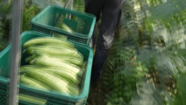 Fresh cucumbers carried in a green basket