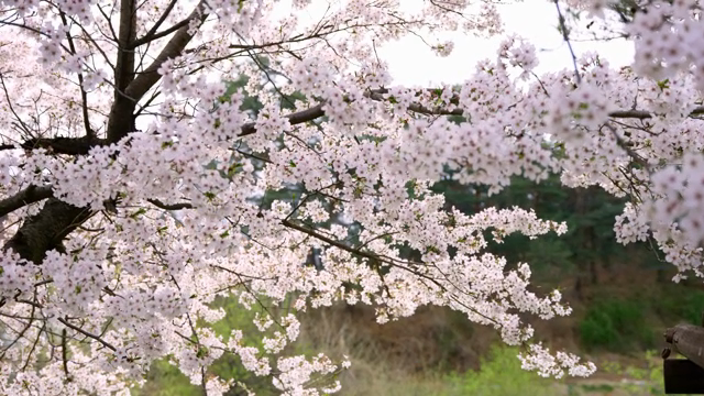 Cherry blossoms in full bloom on a tree
