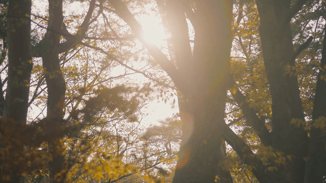 Sunlight filtering through autumn trees