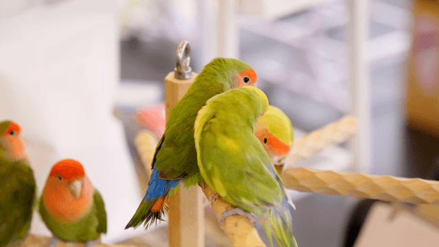 Colorful lovebirds gathered closely on a wooden stand
