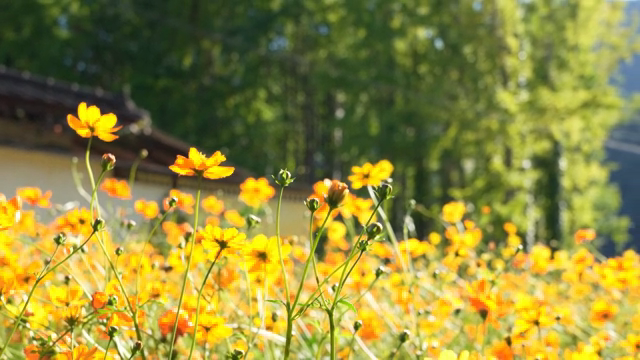 A field of vibrant orange flowers in bloom