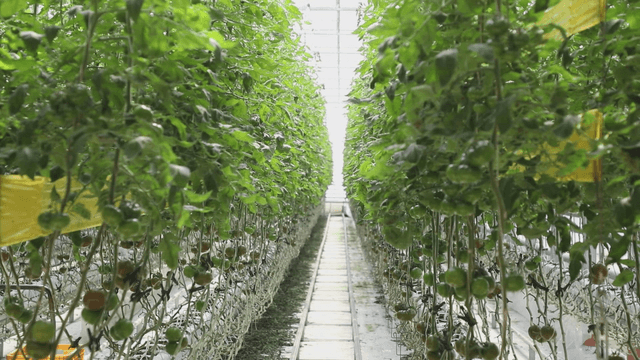 Tomatoes growing tall and stretched out in a greenhouse