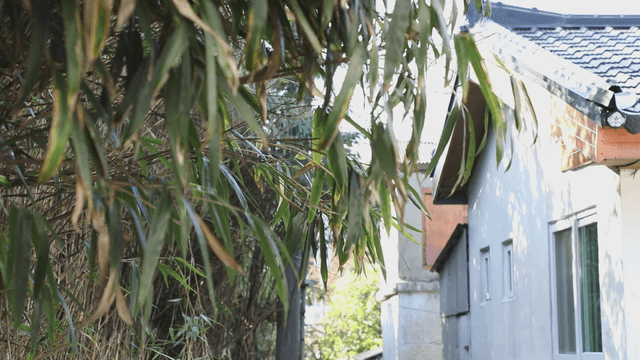 Bamboo leaves swaying near a house