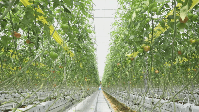 Greenhouse with rows of tomato plants