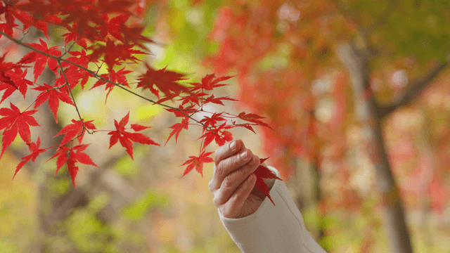 Hand holding red maple leaf in forest