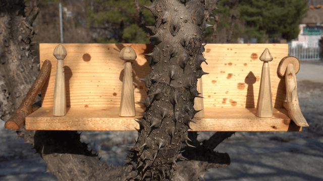 Wooden shelf placed among thorny branches