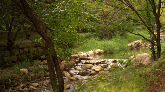 Gently flowing small stream through trees
