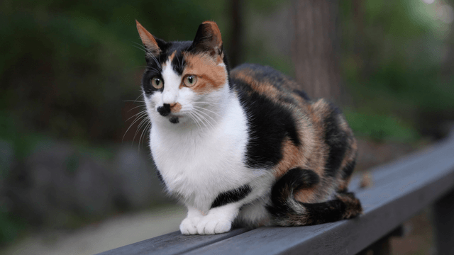 Calico cat sitting on a wooden bench