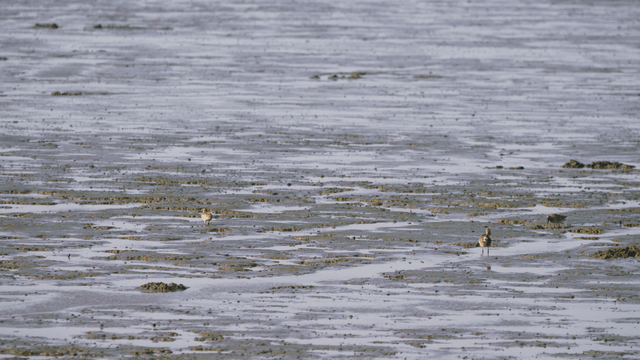 Wide tidal flat where sandpipers roam searching for food