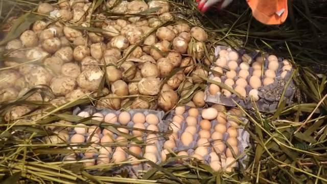 Eggs and potatoes steaming in a field