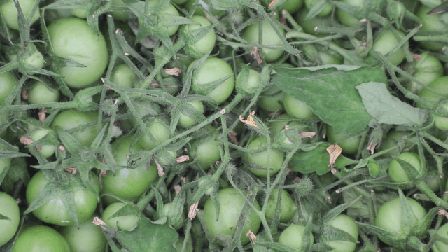 Green tomatoes on the vine