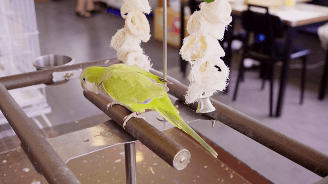 Green parrot perched on a cafe stand
