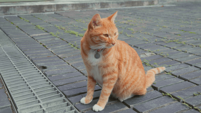 Orange tabby cat sitting on paved road