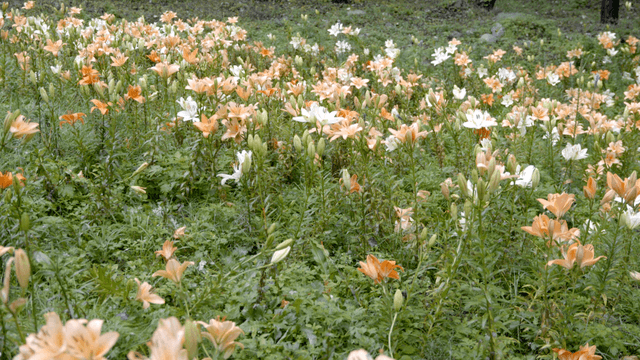 Field of blooming lilies in the wild