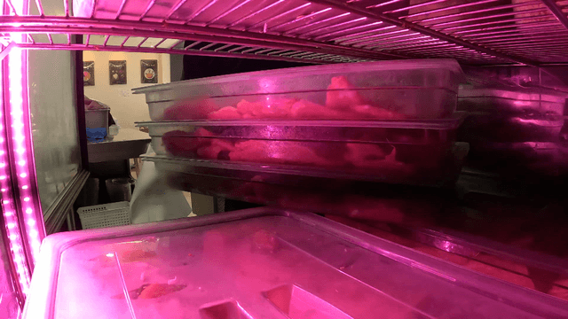 Person putting a tray with ingredients into a refrigerator