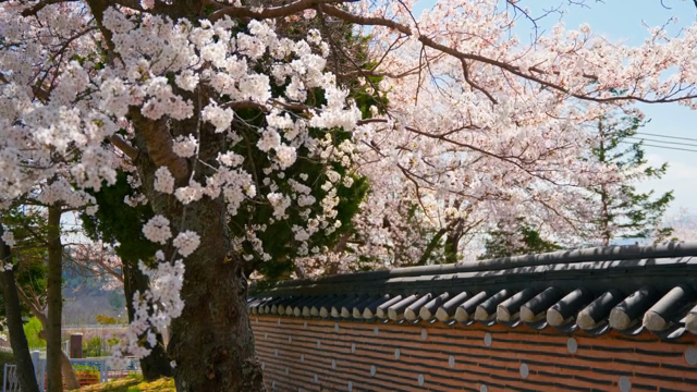 Cherry blossoms in full bloom by a traditional wall