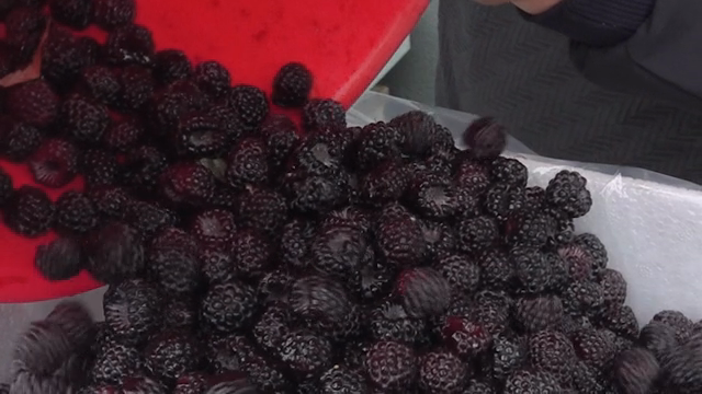 Black raspberries being poured into a container