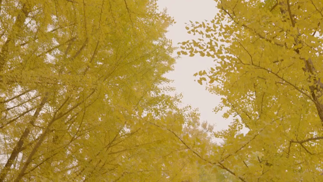 Golden leaves of trees in a forest